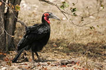 A wild Southern Ground Hornbill bird standing in the open bush
