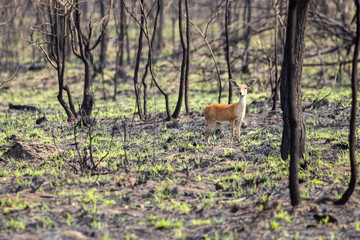 A wild Oribi antelope standing on a burt piece of bushveld