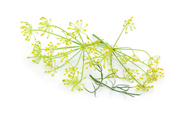 Dill Blüten