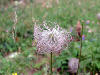 pulsatilla