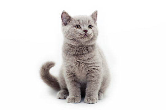 gray kitten white background