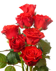 Bouquet of beautiful roses isolated on white