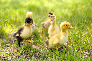 Little cute ducklings on green grass, outdoors