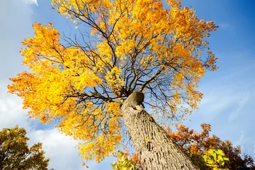 Selbstklebende Fototapete Bäume Herbstbaum