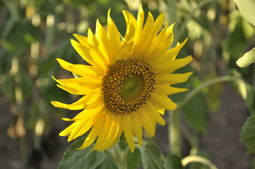 Sunflower