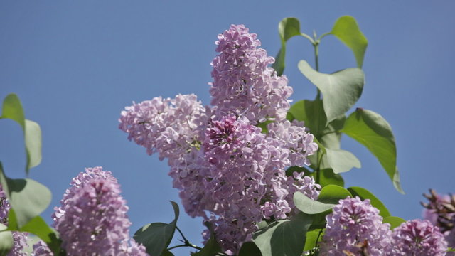 Bush of a lilac waves on a wind