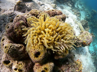 caraibi barriera corallina
