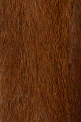 Fur texture. Background