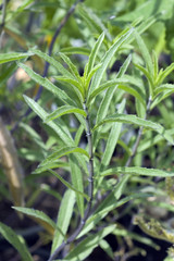 Islaendischer, Icelandic, Raeuchersalbei, Salbei; Salvia,