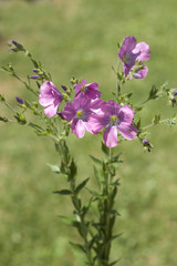 Obraz premium Klebriger, Lein, Linum, viscosum, Alpenblume,