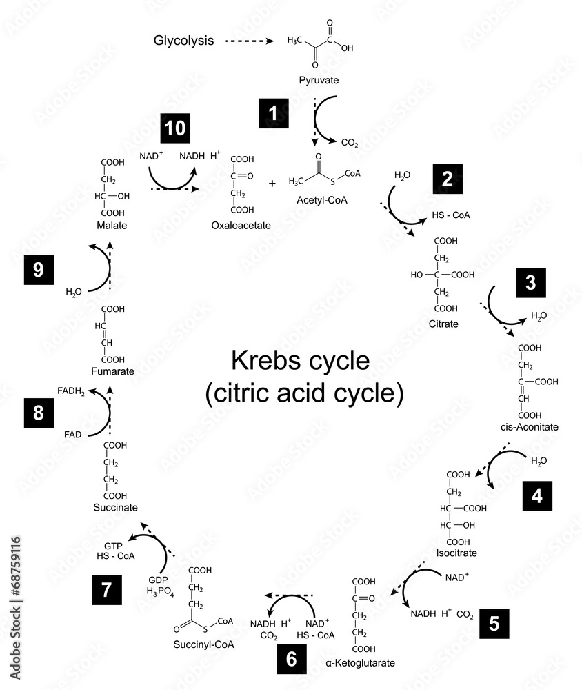 Poster Illustration of Krebs cycle - tricarboxylic acid (citric) cycle