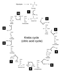 Illustration of Krebs cycle - tricarboxylic acid (citric) cycle