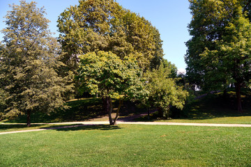 big green trees in a park