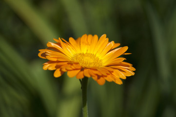 Ringelblume; Calendula Officinalis; Sommerblume;