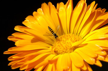 Schwebfliege, Ringelblume, calendula, officinalis