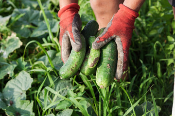 frisch gepfl&uuml;ckte gurken in der hand halten