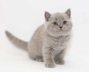 gray cute little kitten British