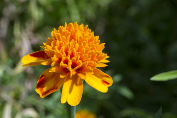 flowers Marigolds