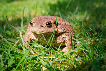 Common toad on a summer grass
