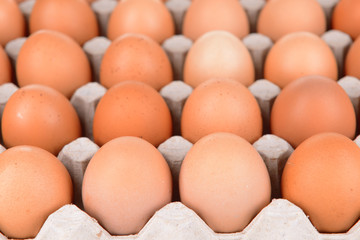 Eggs in paper tray close-up