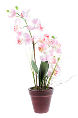 Pink orchid in pot isolated on a white background