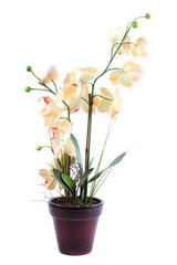 Fototapeta na wymiar Orchid in pot isolated on a white background