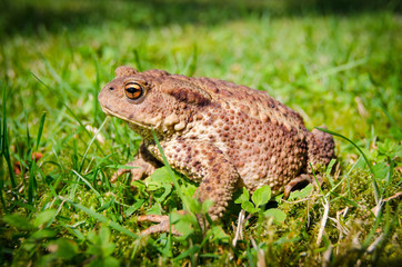 Side photo of European toad
