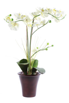 White Orchid In Pot Isolated On A White Background