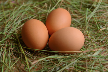 Eggs on table close-up