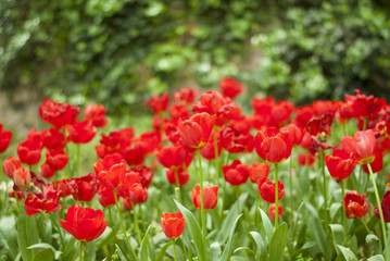 Red Tulips