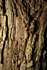 texture of the bark