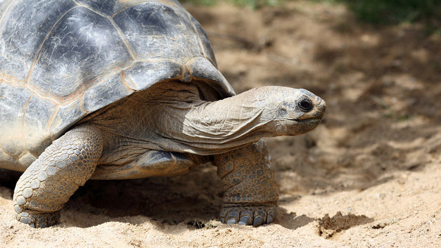 Aldabra Giant Tortoise, Aldabrachelys Gigantea