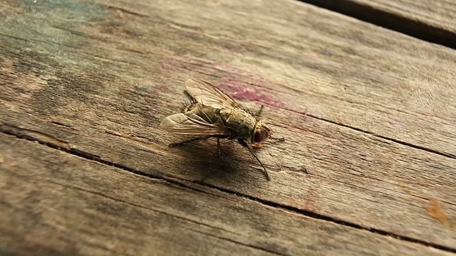 Fly crawling on the table