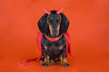 Dachshund in a devil costume on a red background