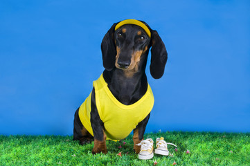Dachshund in yellow on the grass
