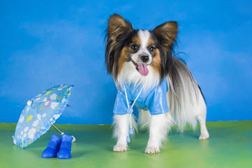 Papillon in a raincoat and an umbrella on a green background - 68761564
