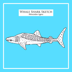 Whale Shark sketch on blue background