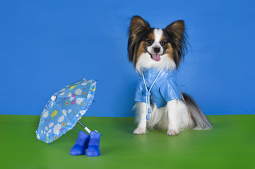 Papillon in a raincoat and an umbrella on a green background