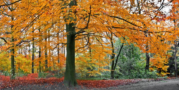 Path in the autumn park. Autumn Landscape.