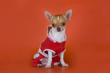 small chihuahua clothes on red background
