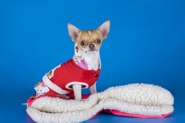 small chihuahua clothes on blue background