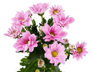 beautiful chrysanthemum flowers, isolated on white