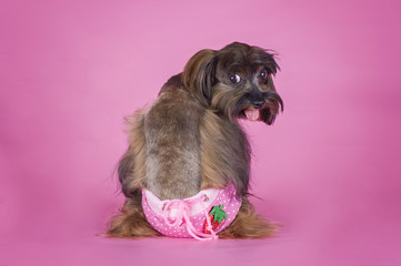 Dog Breed the Petersburg orchid in his underpants on a pink back