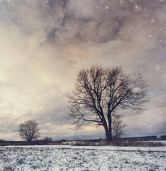 Obraz na płótnie Canvas lonely tree in a field of snow in December