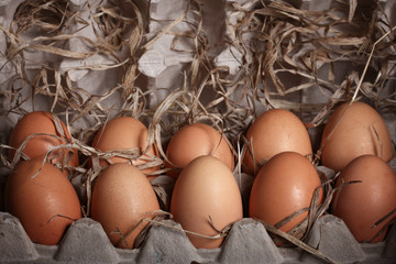 chicken eggs on the farm
