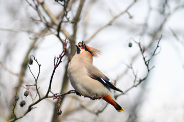 Waxwing on branches without leaves