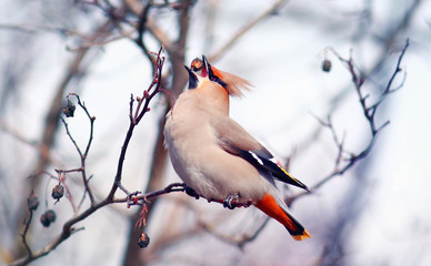Waxwing on branches without leaves