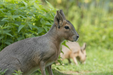 Dolichotis patagonum - patagonian mara