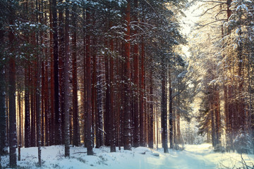 magical winter forest, a fairy tale, mystery