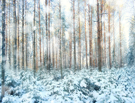 Fototapeta pinewood wide panorama winter